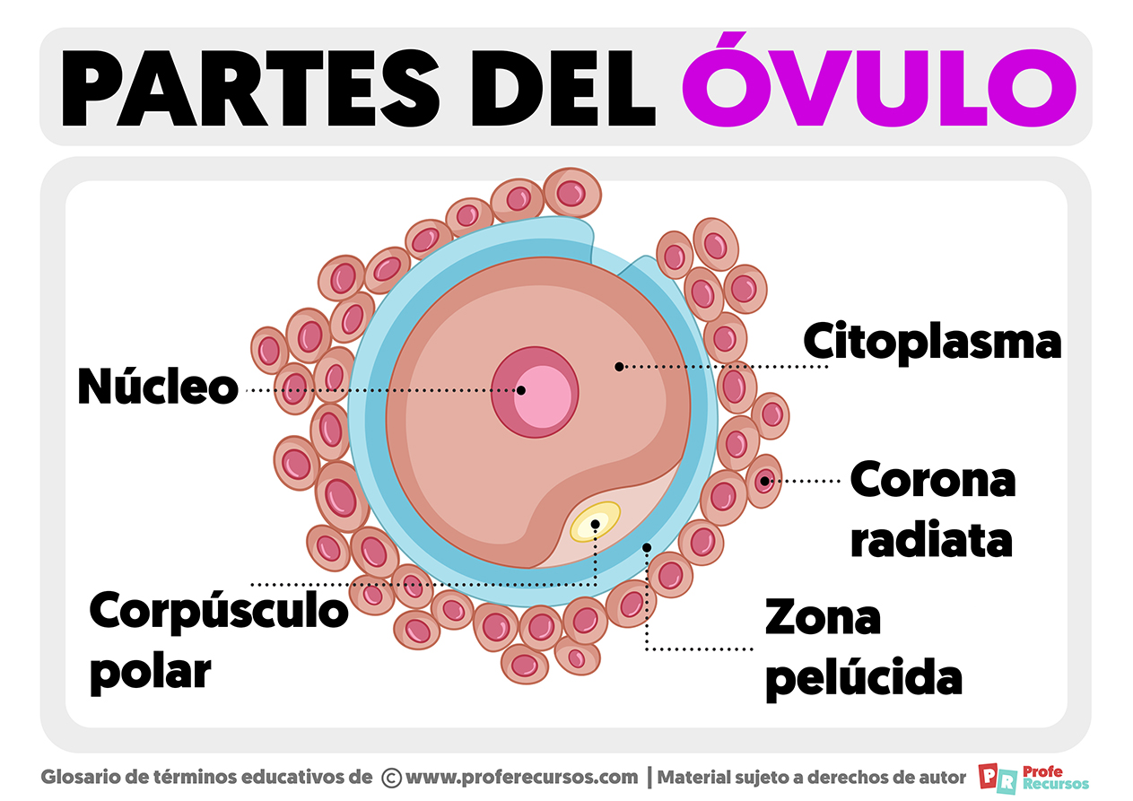 Partes del ovulo