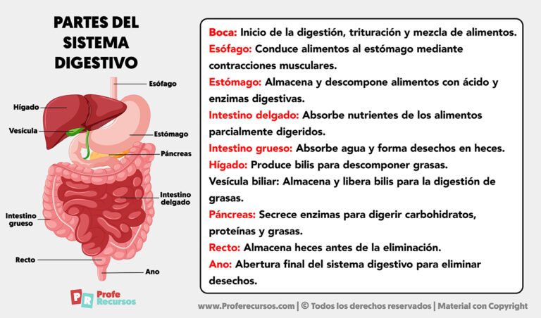 Partes del Sistema Digestivo | Órganos y sus Funciones