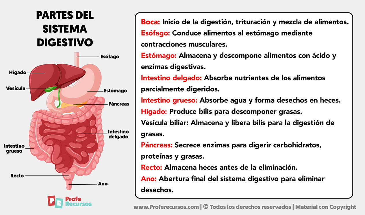 Partes del sistema digestivo