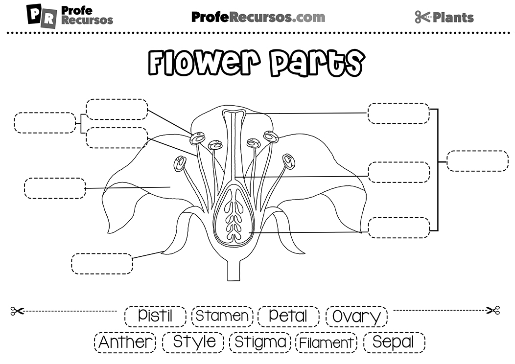 Parts of a flower activity