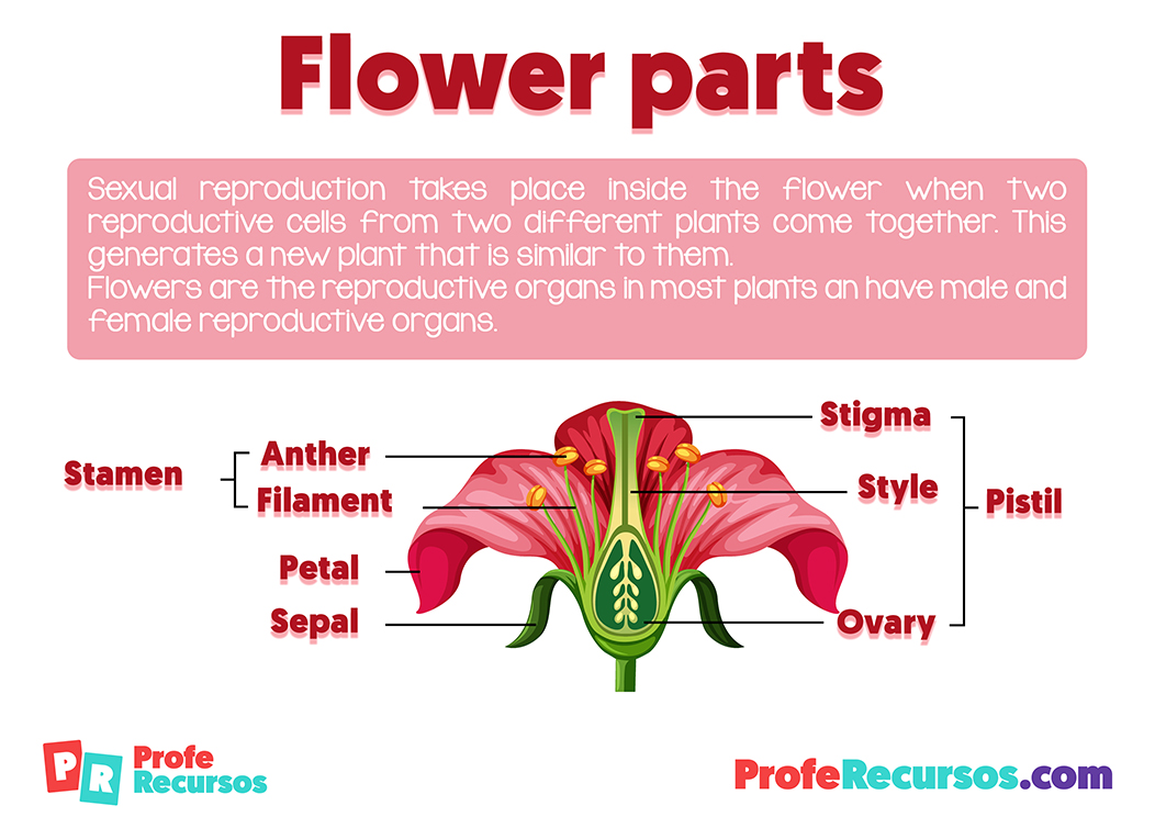 Parts of a flower