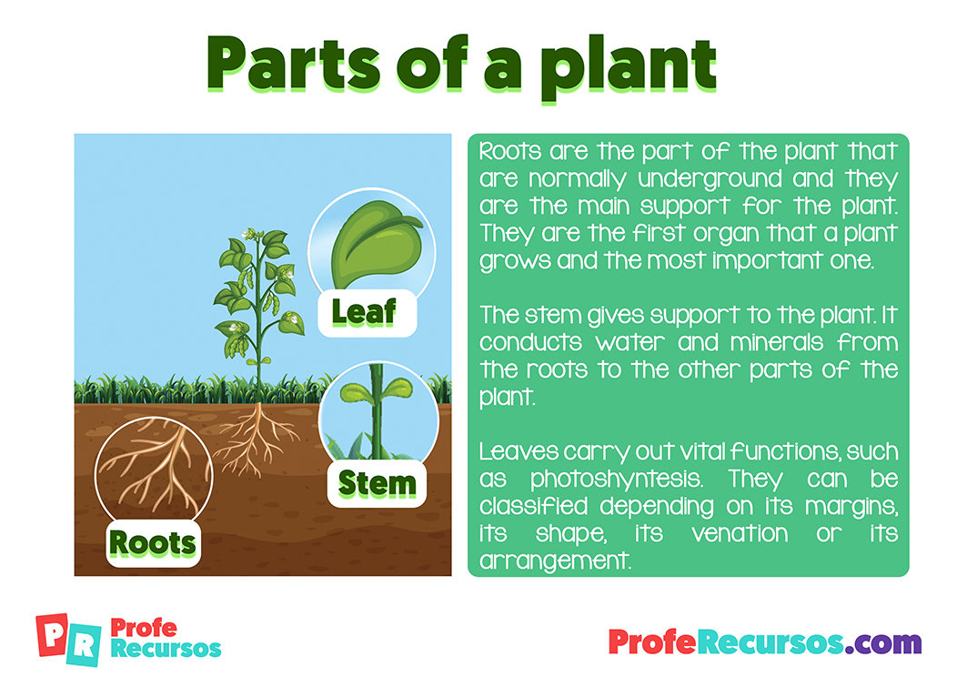 Parts of a plant for primary kids