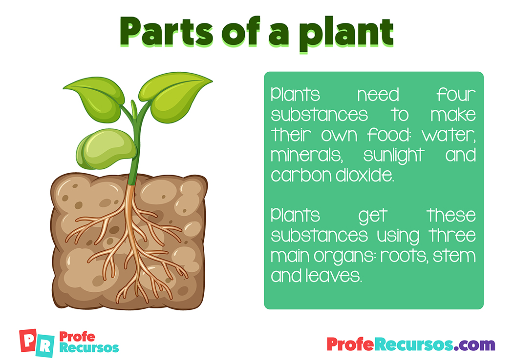 Parts of a plant