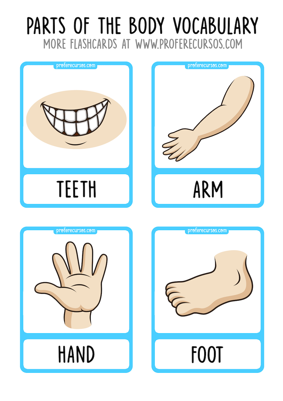 Parts of the Body Vocabulary Flashcards