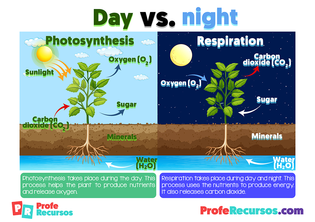 Photosynthesis and plants respiration