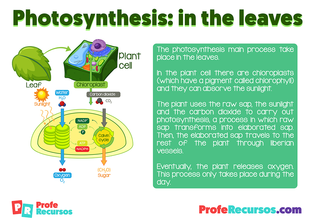 Photosynthesis definition for kids