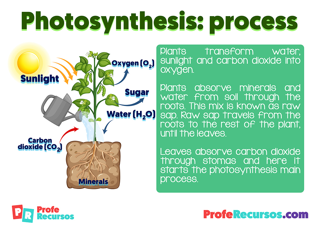 Photosynthesis explanation for children