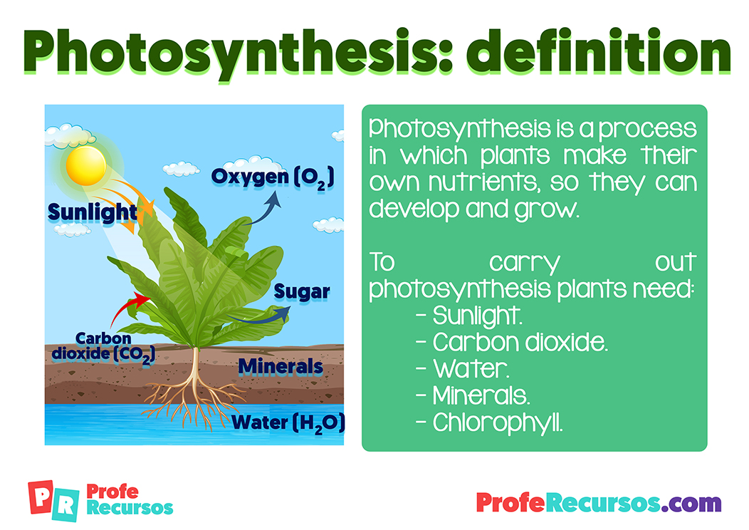 Photosynthesis for kids