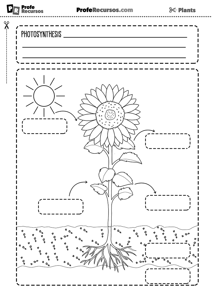 Photosynthesis worksheet activity