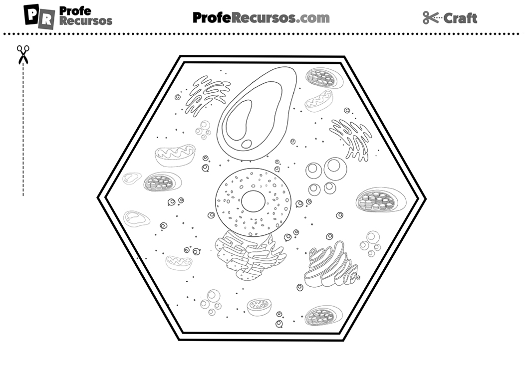Plant cell craft for kids