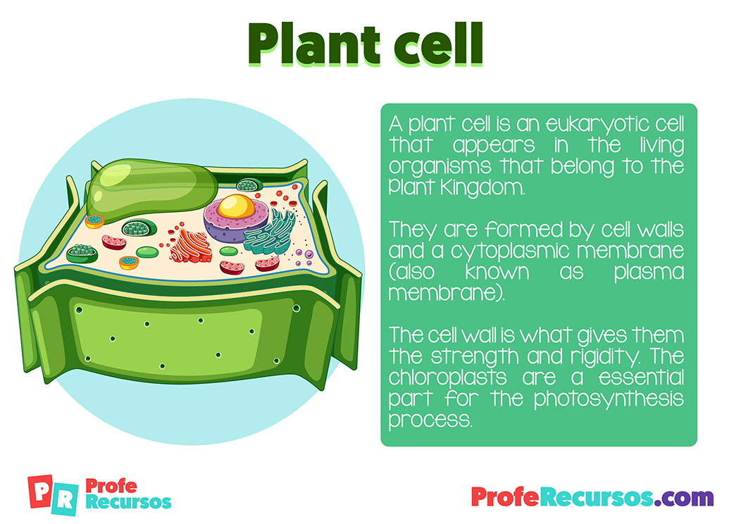 Plant cell for kids
