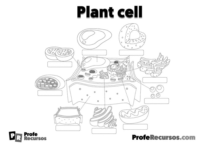 Animal cell and plant cell | Science Teacher Resources