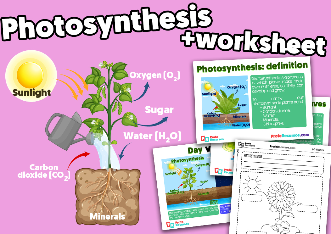 Plant photosynthesis for kids