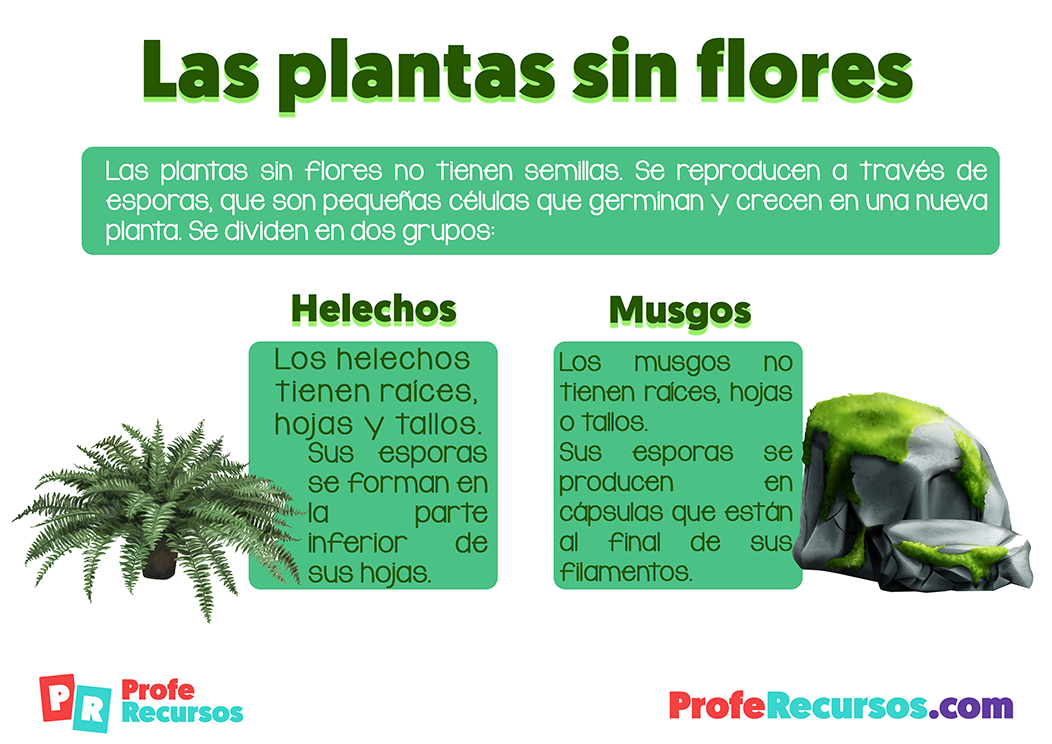 Plantas helechos y musgos