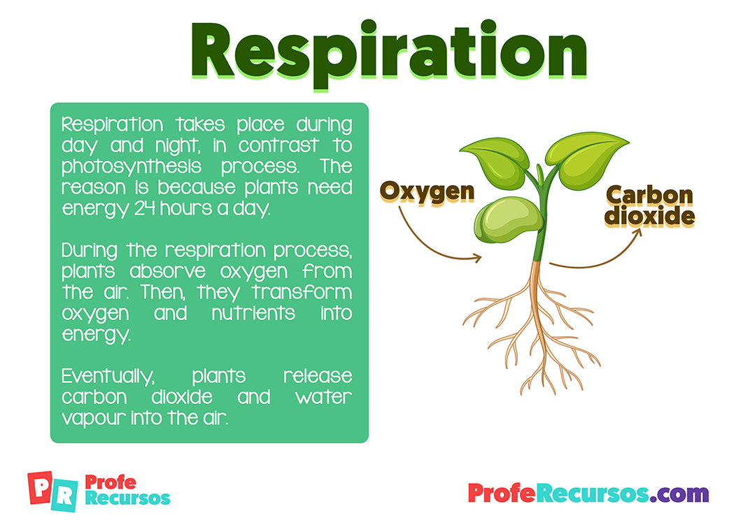 Plants photosynthesis