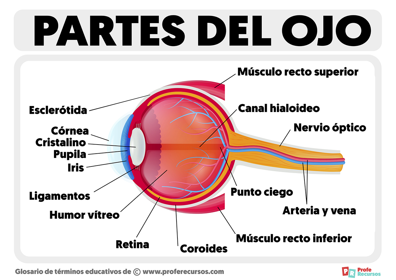 Partes Del Ojo En Ingles 5 Partes Del Ojo En Ingl s JJZEUA