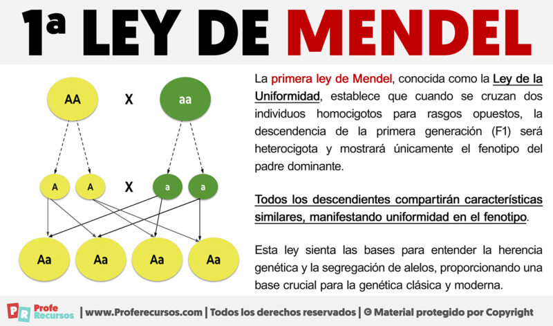 Que Dice La Primera Ley De Mendel