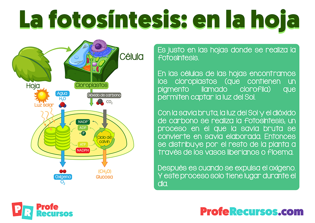 Proceso de la fotosintesis