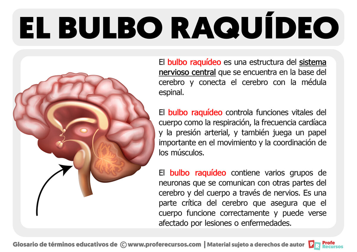 ¿Qué es el Bulbo Raquídeo?