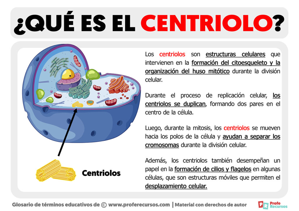 Qué es el Centriolo Definición de Centriolos