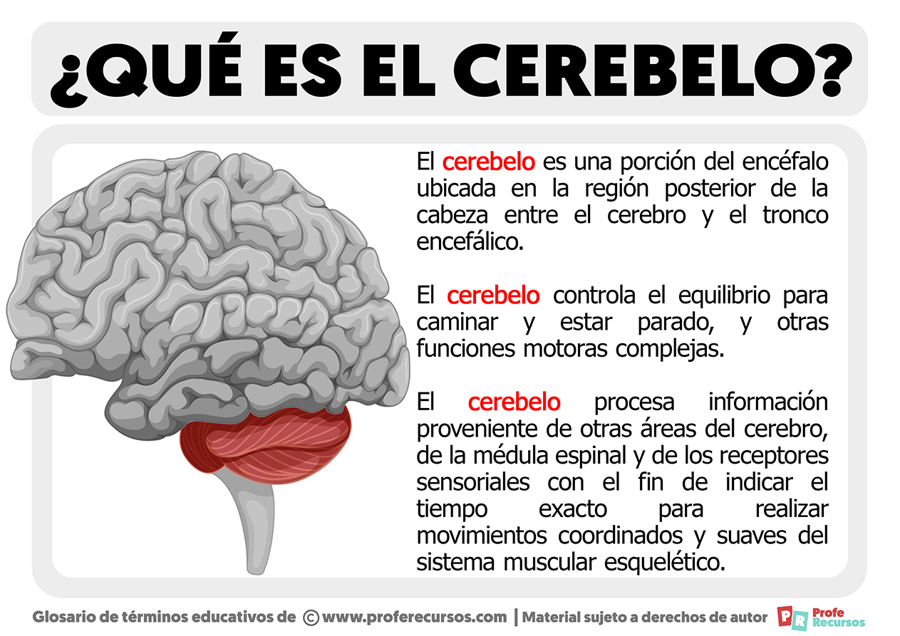 Que es el cerebelo