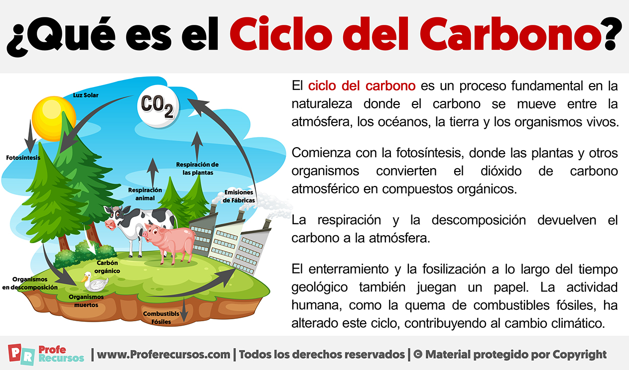 Que es el ciclo del carbono