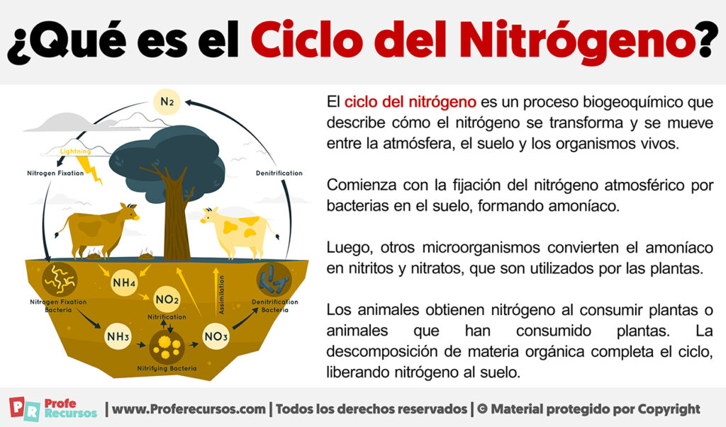 Como Es El Ciclo Del Nitrogeno