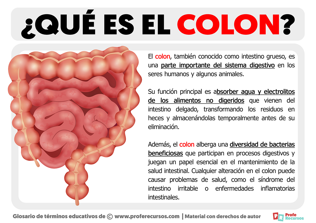 Que es el colon