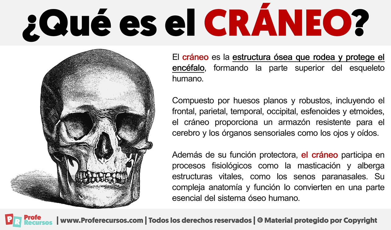 Que es el craneo