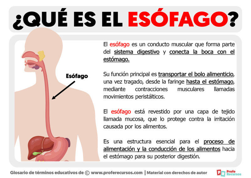 Qu es el es fago definici n de es fago