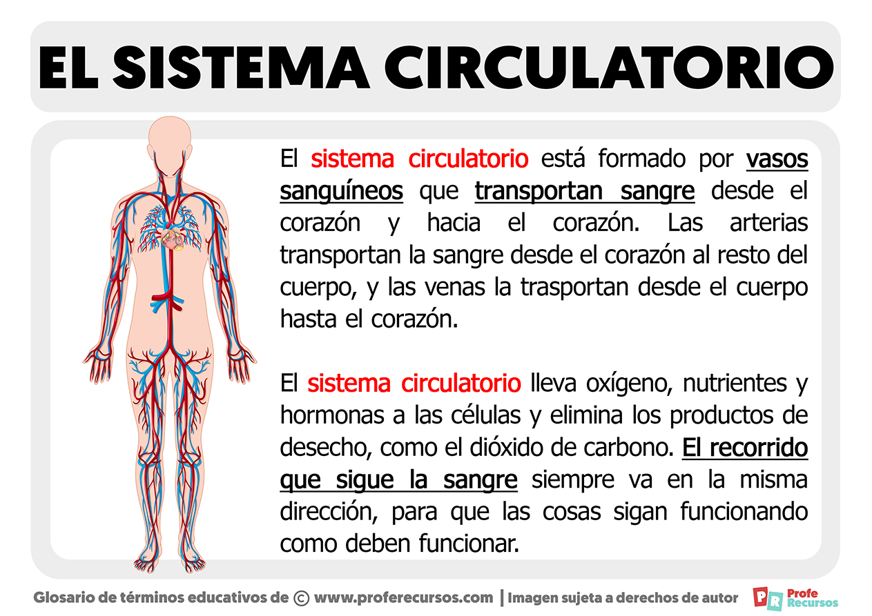 Que es el sistema circulatorio