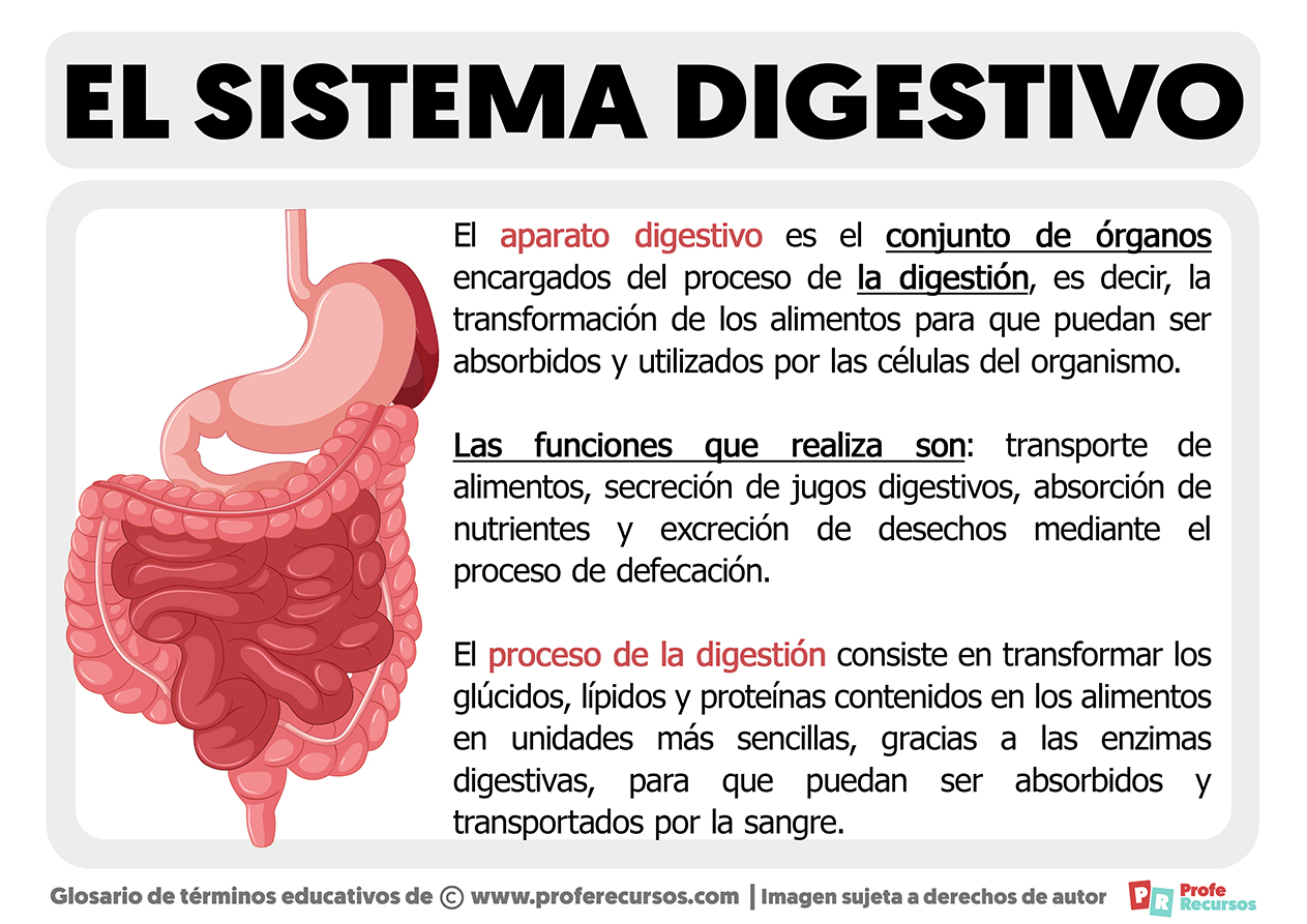 Que es el sistema digestivo