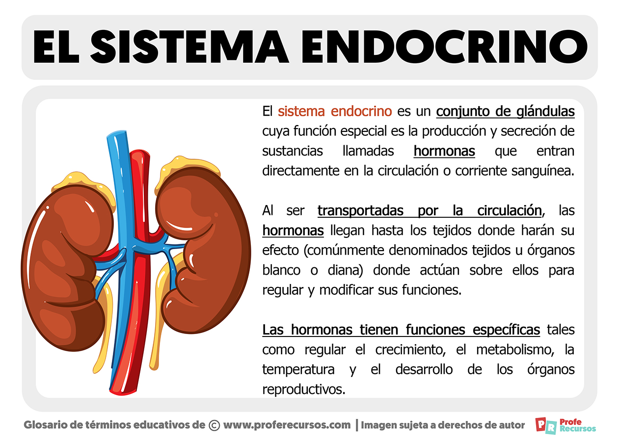 Que es el sistema endrocrino