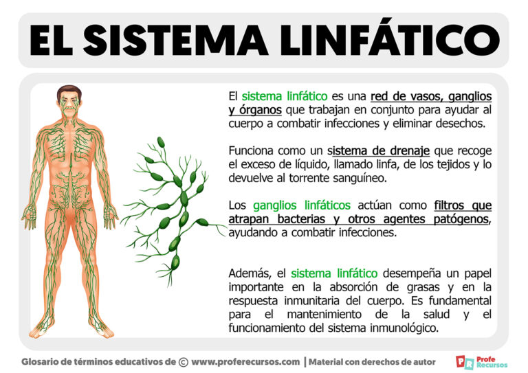 Qu es el Sistema Linf tico - Que Es El Sistema Linfatico 768x543 