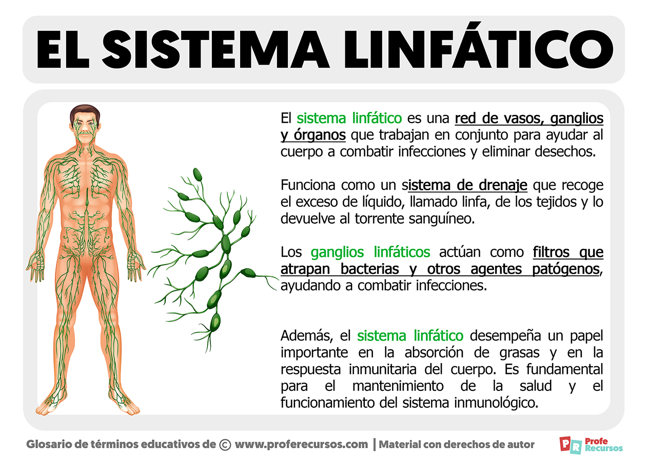 Que es el sistema linfatico