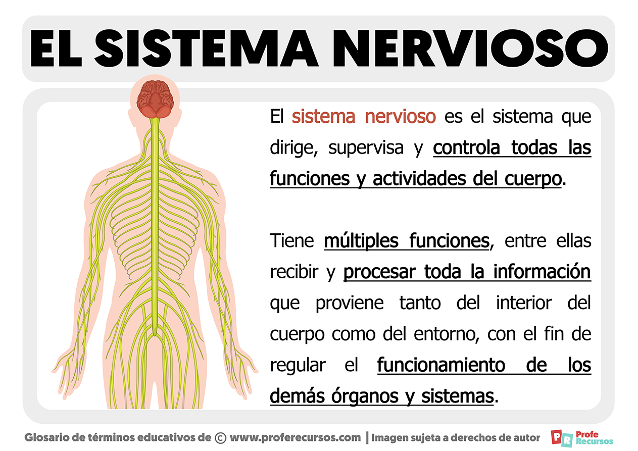 Que es el sistema nervioso