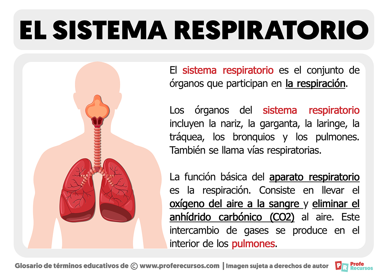 Que es el sistema respiratorio