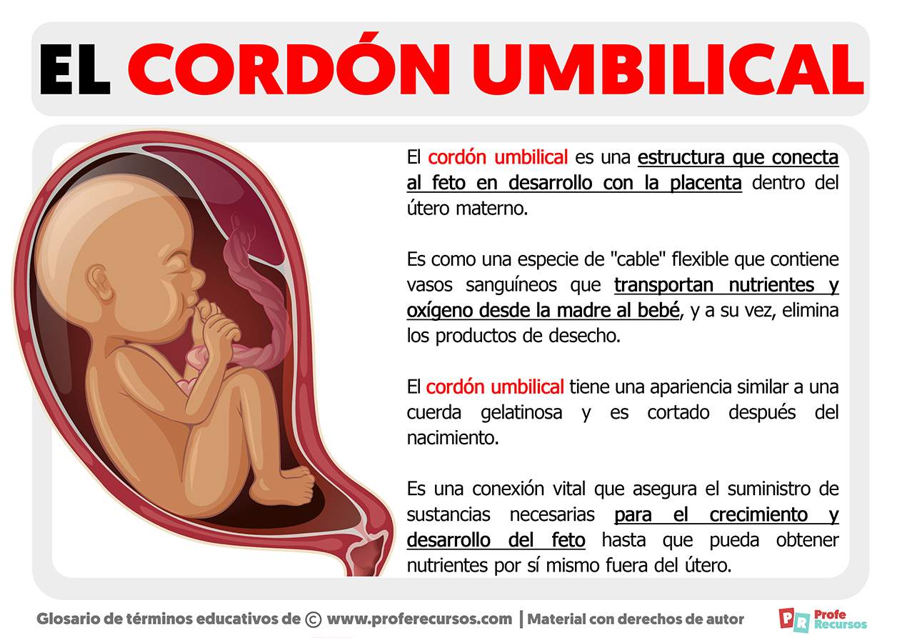 Que es el cordon umbilical