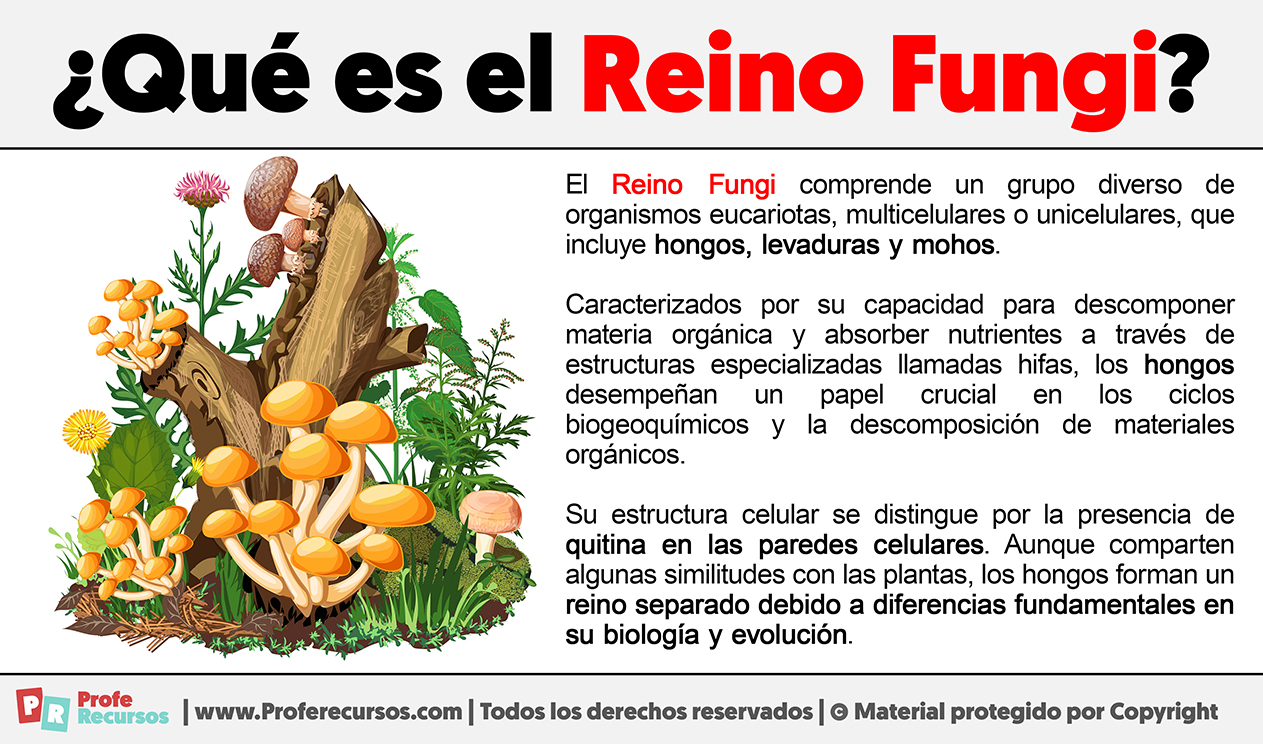 Que es el reino fungi