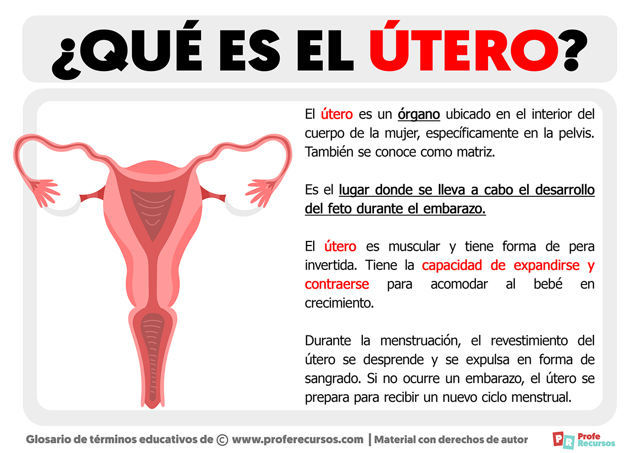 Que es el utero