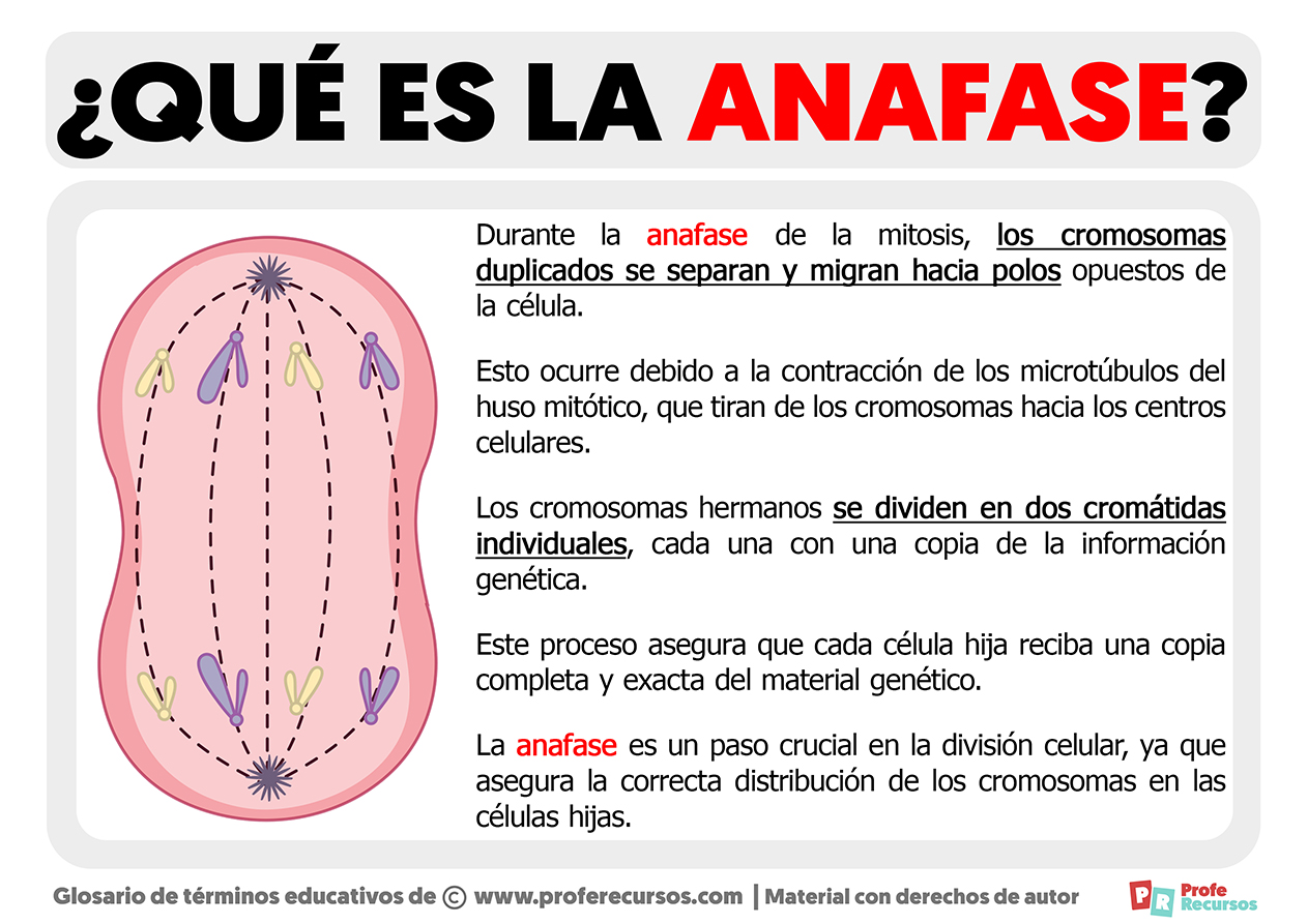 Que es la anafase