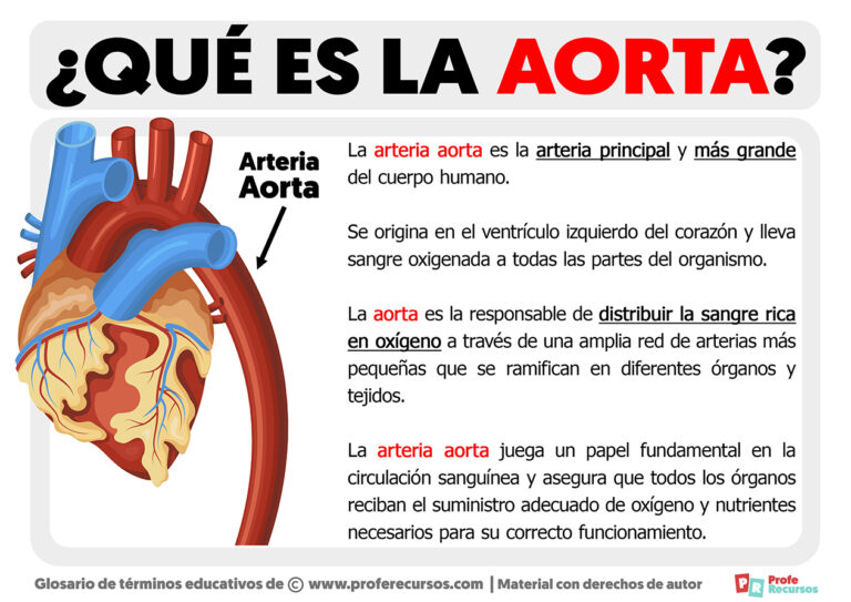 Qu Es La Aorta Definici n Arteria Aorta qu-es-la-aorta-definici-n-arteria-aorta
