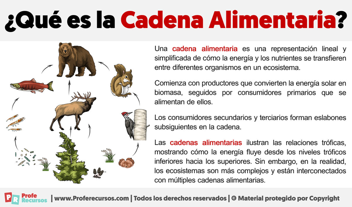 Cuál Es La Importancia De La Cadena Alimentaria