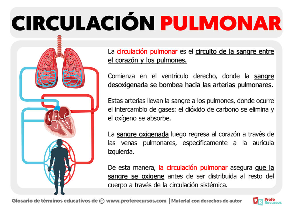 Qué es la Circulación Pulmonar