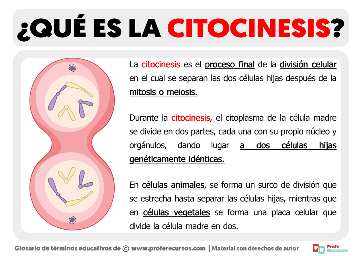 Que es la citocinesis