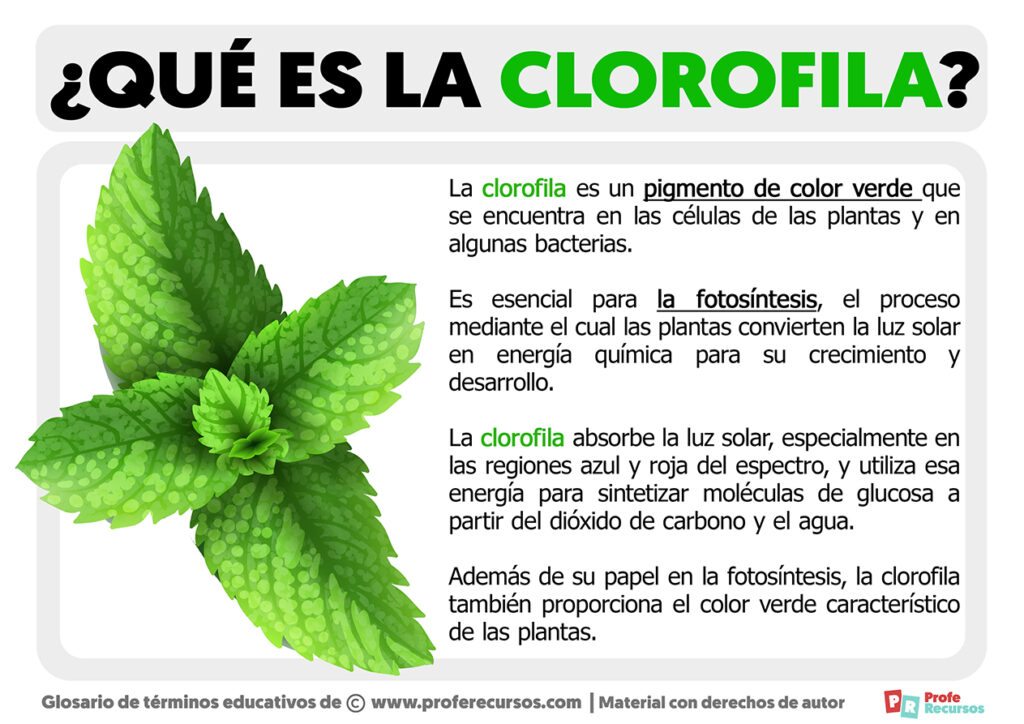 Qué es la Clorofila | Definición de Clorofila