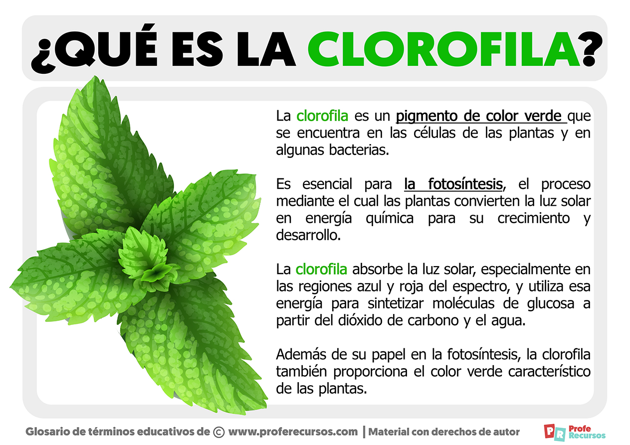 Qu Es La Clorofila Definici N De Clorofila