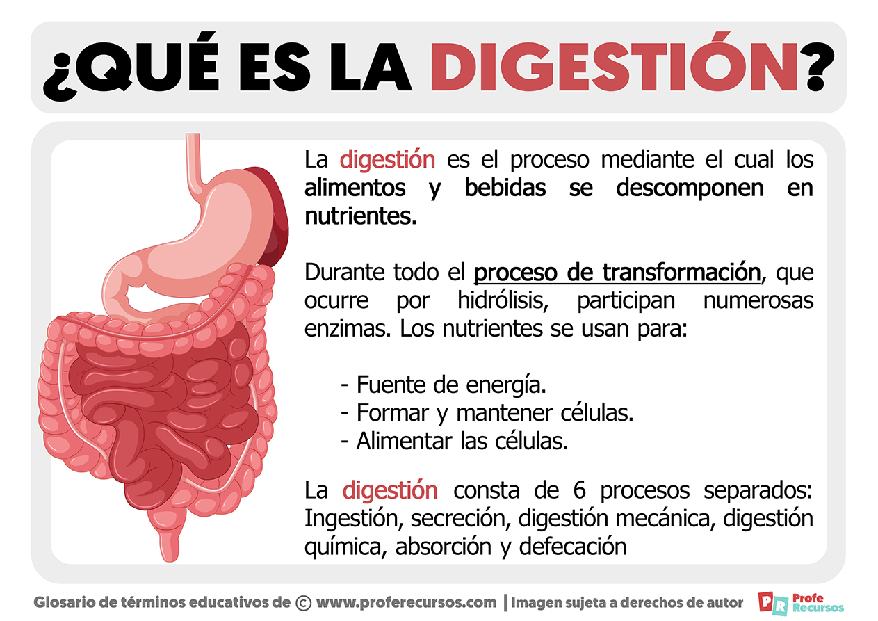 Que es la digestion