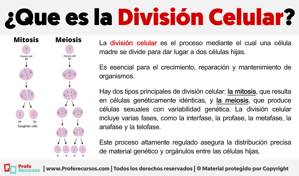 Que es la division celular