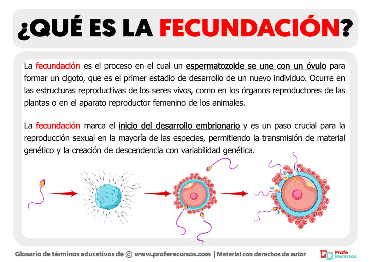 Qué es la Fecundación Definición de Fecundación